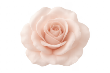 Close up pink blush rose flower blooming