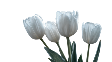 Close-up of four white tulips against black