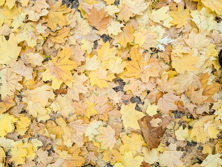 Autumn natural background, close up maple leaves beauty in nature abstract yellow red orange color leaf, botanical texture pattern from autumnal foliage, fall color gradient