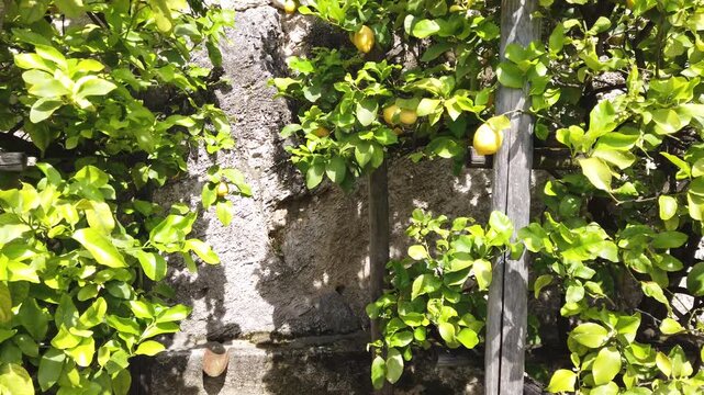Close up of lemons and fresh leaves in a lemon garden at Limone Sul Garda