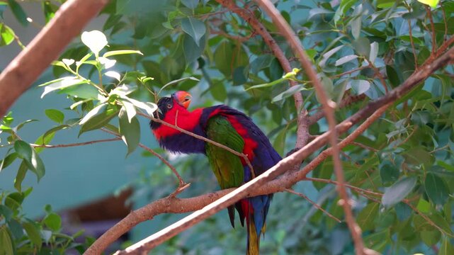 A Black-capped lory (lorius lory) standing on tree branch, display playful behaviour by bending backward and making loud chattering and high-pitched whistles, close up shot.