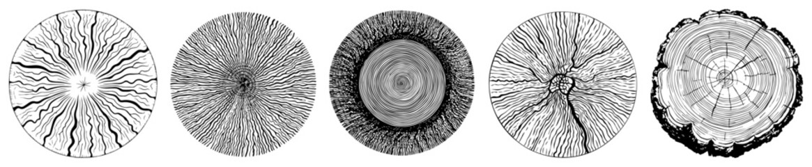 Tree trunk cross section rings collection vintage engraving vector illustration © Luka