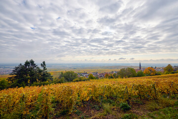 Fototapeta premium Beautiful landscape with vineyard plantation in the Alsace area during autumn.