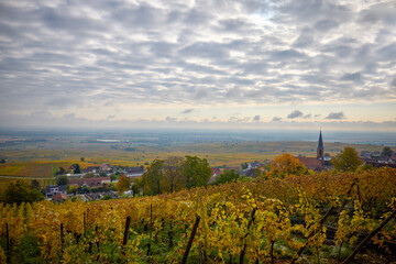 Beautiful landscape with vineyard plantation in the Alsace area during autumn.