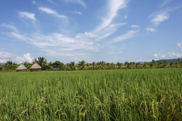 Serene and tranquil landscape of lush green rice paddy field under vast blue sky with white cloud. peaceful view of rural farm with hut and palm tree in Asia