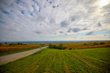 Beautiful landscape with vineyard plantation in the Alsace area during autumn.
