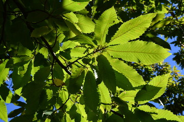 Beautiful green chestnut leaves in a forest. Shot from below.