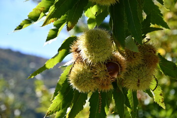 Chestnuts in their husks hanging from chestnut tree branches are about to fall just before harvest in autumn. Chestnut forest in the Tuscan mountains. Italy.