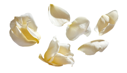 Pale yellow rose petals scattered on black background