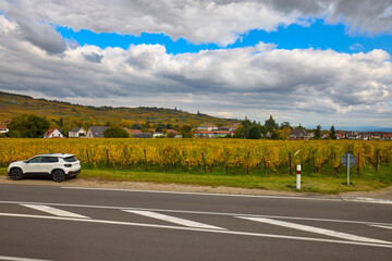 Beautiful landscape with vineyard plantation in the Alsace area during autumn.