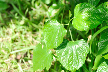 Wild Betel Leafbush , Piper sarmentosum Roxb or Piper lolot