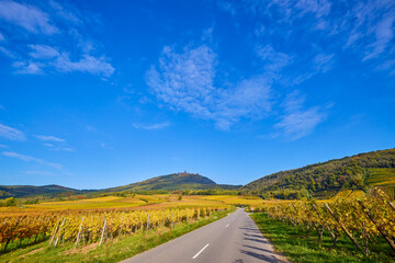 Beautiful landscape with vineyard plantation in the Alsace area during autumn.