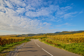 Beautiful landscape with vineyard plantation in the Alsace area during autumn.