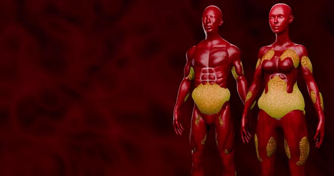Abdominal Fat Layers Showing Subcutaneous and Visceral Fat for Weight Loss and Fitness Education Concept 3D Rendering
