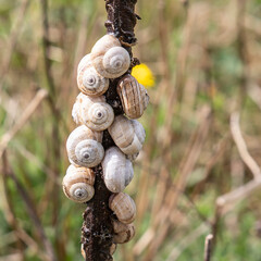 snails attached to a steel bar