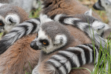 ring tailed lemur