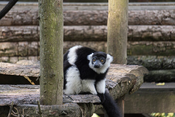 lemur on tree