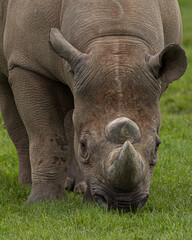 rhino in zoo © Howard Senton
