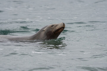 Obraz premium sea lion