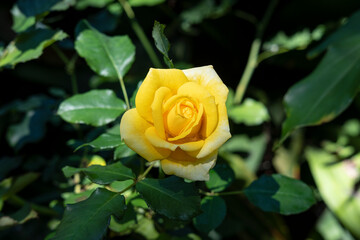 Fully open yellow rose, most likely part of a hybrid tea rose cultivar, found in a lush garden, beautiful flower with radiant petals framed by the waxy deep green foliage and lit by the morning light