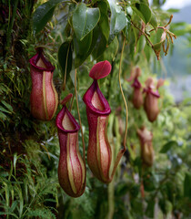 close-up of giant carnivorous plants growing amongst lush green foliage in the jungle, showcasing their unique structure with long tendrils and focusing on the pink and red teeth