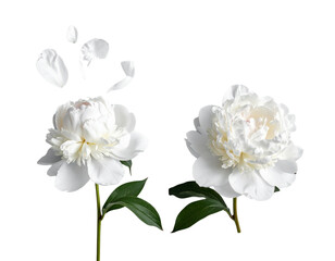 Obraz premium Serene Peony Bloom with Delicate Surrounding Petals Isolated on Transparent Background