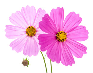  Pink and Magenta Cosmos Flowers with Buds Isolated on Transparent Background