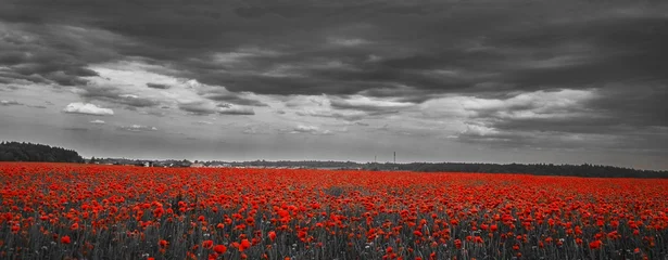 Fototapete Rund Musik World War remembrance day. Red poppies in the field. background imagery for remembrance or armistice day  © vetre