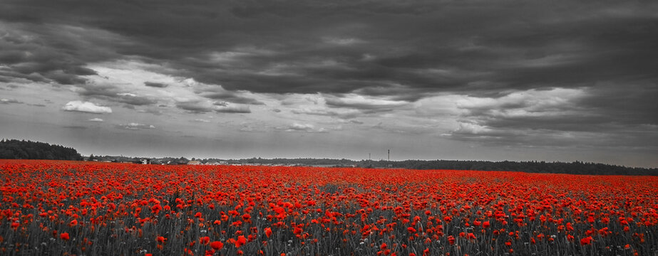 World War remembrance day. Red poppies in the field. background imagery for remembrance or armistice day
