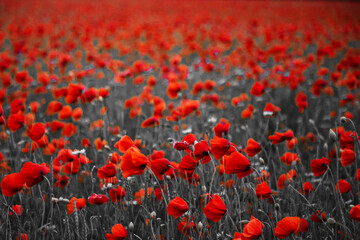 World War remembrance day. Red poppies in the field. Background imagery for remembrance or armistice day