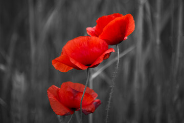World War remembrance day. Red poppy is symbol of remembrance to those fallen in war