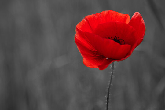 World War remembrance day. Red poppy is symbol of remembrance to those fallen in war