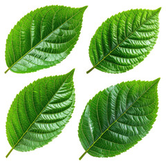 Four shiny, green leaves against a black background