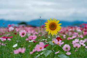 コスモス畑の向日葵