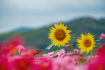 コスモス畑の向日葵