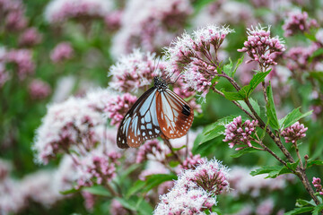 フジバカマにとまるアサギマダラ