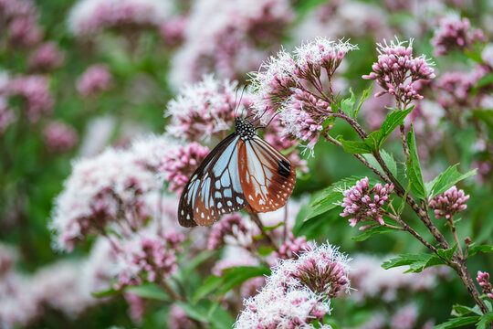 フジバカマにとまるアサギマダラ