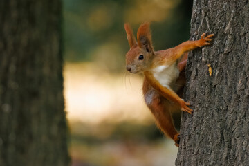 A red squirrel clings to a tree trunk and looks toward to the camera lens on autumn day.