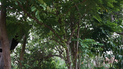 Averrhoa Bilimbi or Cucumber Tree with Fruits