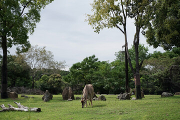 日本の動物園のエランド