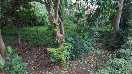 Averrhoa Bilimbi or Cucumber Tree with Fruits