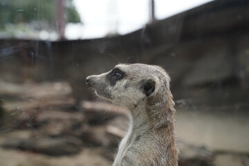 日本の動物園のミーアキャット