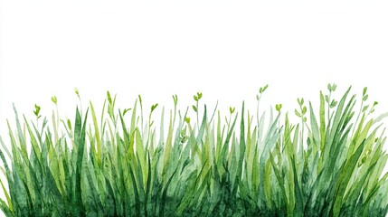 Fototapeta premium Watercolor green grass border isolated on white background symbolizing spring freshness and natural growth