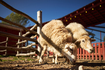 Two sheep grazing on dirt ground near wooden fence at outdoor farm, sunlight illuminating woolly coats, red barn structure and blue sky visible in background, animals standing close together