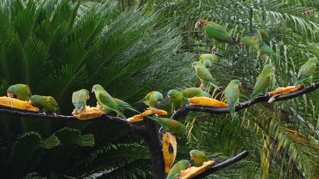 flock of orange-chinned parakeet at feeder, bickering and eating bananas 227