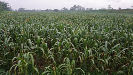 Green Maize Field under the Sun
