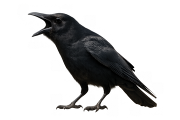 Black crow standing in profile with beak open mid-caw on transparent background — isolated cutout for layering and design use