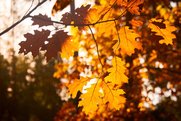 Yellow maple leaves in a forest scene with warm orange tones and soft shadows cast by distant tree trunks, creating a natural autumn atmosphere ideal  seasonal design, or eco-themed projects.
