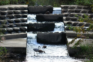 野鳥が憩うせせらぎ