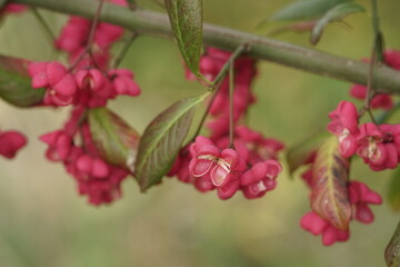 Rot blühendes Pfaffenhütchen im Herbst